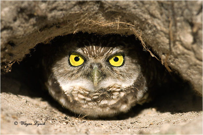 Florida Burrowing Owl in Burrow 108 by Dr. Wayne Lynch &copy;